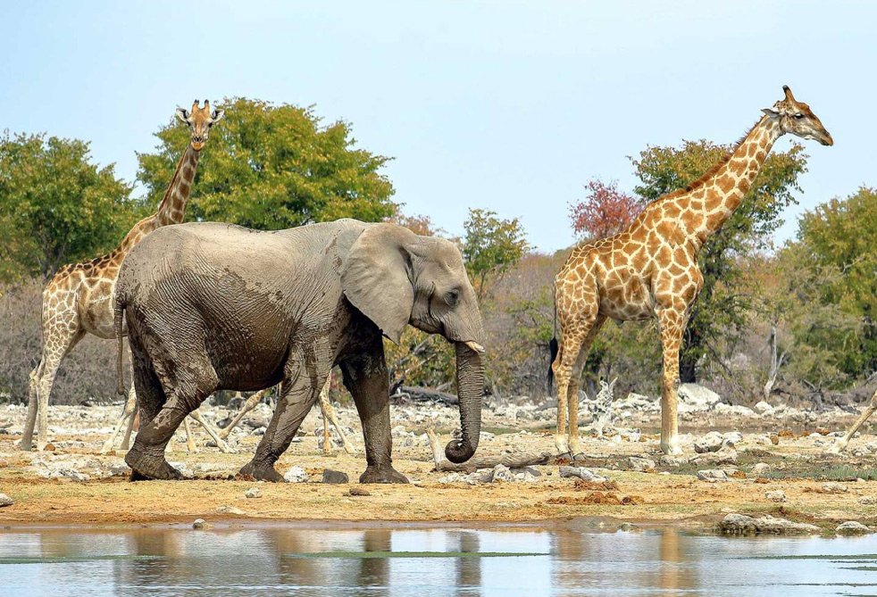 Safari en Sudáfrica